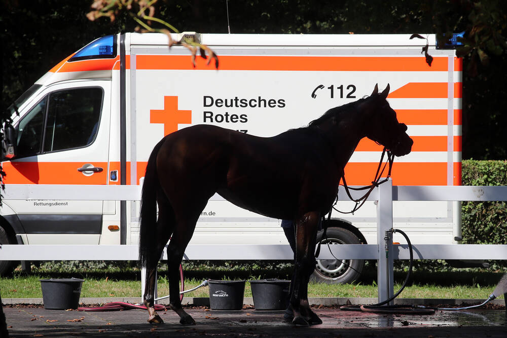 Mitten in Deutschland! Wolf greift Reiterin und Pferd an! Reiterin berichtet von Albtraum-Attacke